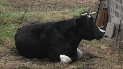 "Відчаю немає ніякого". Люди відновлюють звільнене село Студенок "Відчаю немає ніякого". Люди відновлюють звільнене село Студенок
