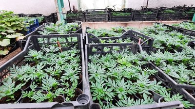 У Кропивницькому виростили 50 тисяч саджанців квітів, які висадять на клумбах міста