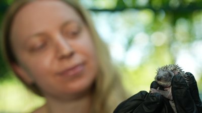 У Запоріжжі зовоонтерка доглядає за їжаченятами, які потрапили під обстріл 29 травня