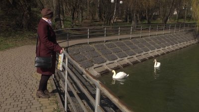 Лебедину пару повернули на озеро, що в центральному парку Вінниці Лебедину пару повернули на озеро, що в центральному парку Вінниці
