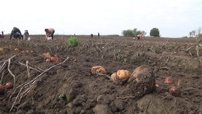 Деякі переселенці картоплю збирають вперше в житті Деякі переселенці картоплю збирають вперше в житті