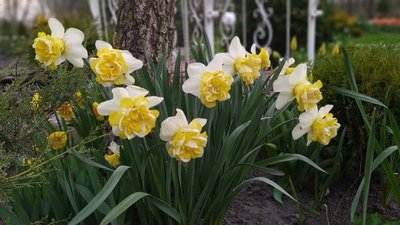 На Тернопільщині жінка вирощує 70 сортів нарцисів На Тернопільщині жінка вирощує 70 сортів нарцисів