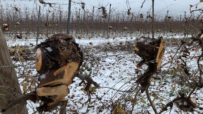 Садок вишневий біля хати Садок вишневий біля хати