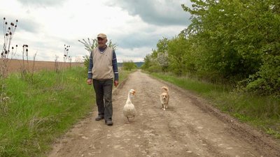 Гусак Гусак