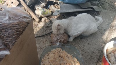 "Це мій спосіб допомогти місту": у Миколаєві волонтери допомагають годувати домашніх та покинутих тварин "Це мій спосіб допомогти місту": у Миколаєві волонтери допомагають годувати домашніх та покинутих тварин
