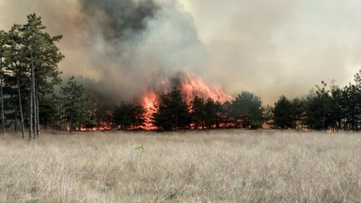 Пожежа в лісництві Пожежа в лісництві