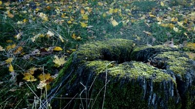 осінній пеньок, похмура погода, осінь