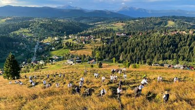 Фестиваль кішні, Яблуниця, Франківщина