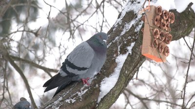 Погода на 27-30 січня