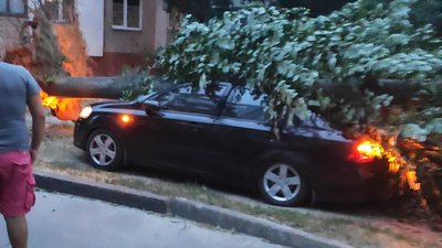 У Чернігові сильний вітер повалив дерева, майже 30 вулиць без світла У Чернігові сильний вітер повалив дерева, майже 30 вулиць без світла