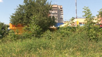 Амброзія Амброзія