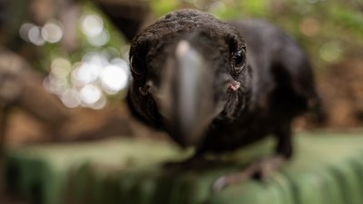 Позивний "Мавік": як тероборонівці Харківщини приручили ворона