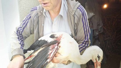 "Що вони, наволочі, роблять": житель села Новоселиця про невідомих, які постріляли лелек на Хмельниччині "Що вони, наволочі, роблять": житель села Новоселиця про невідомих, які постріляли лелек на Хмельниччині