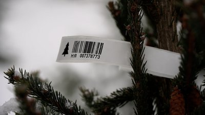 На прикордонні Чернігівщини вирощують та продають новорічні ялинки: де можна їх купити На прикордонні Чернігівщини вирощують та продають новорічні ялинки: де можна їх купити