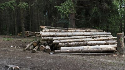 Чоловіка, який повирубував дерева у заказнику на Херсонщині, оштрафували на 53 тисячі гривень