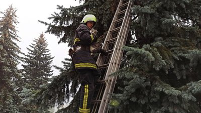 Зняли кота з ялинки: на Черкащині рятувальники дістали тварину з 10-метрової висоти