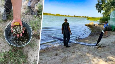 У водосховище та дві річки на Кіровоградщині запустили пів мільйона мальків