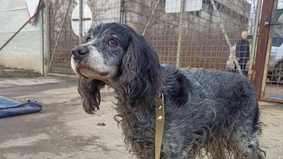 У Миколаєві КП "Центр захисту тварин" утримує майже 90 собак та котів. Як працює підприємство