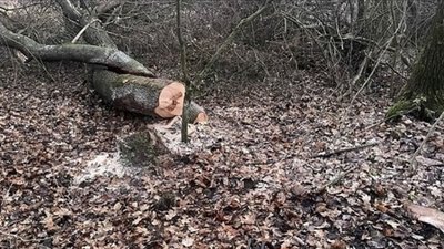 незаконна вирубка, кременецьке лісництво, тернопільщина, поліція, прокуратура незаконна вирубка, кременецьке лісництво, тернопільщина, поліція, прокуратура