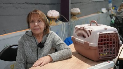Херсон, коти, тварини, допомога тваринам
