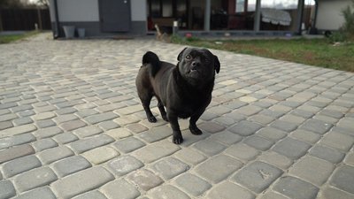 собаки собаки