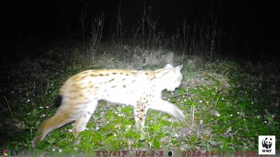 В Ужанському нацпарку фотопастка зафіксувала рись В Ужанському нацпарку фотопастка зафіксувала рись