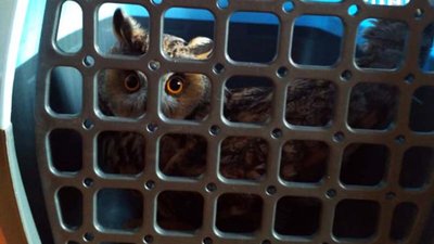 У Дніпрі пожежники врятували поранену сову У Дніпрі пожежники врятували поранену сову