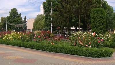 На честь Небесної сотні. Біля Луцького храму квітне тисяча троянд На честь Небесної сотні. Біля Луцького храму квітне тисяча троянд