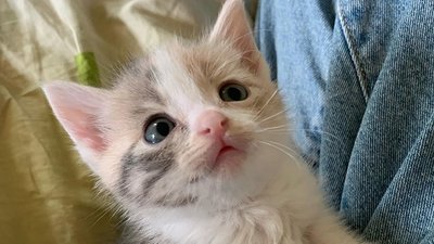 Про котів Про котів