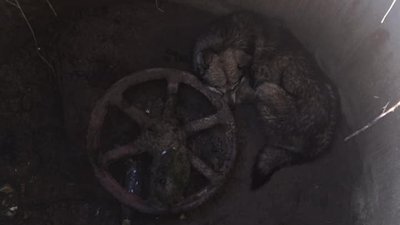 У Новояворівську рятувальники витягнули собаку, що впала у люк