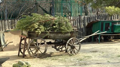 У Миколаївському зоопарку приймають ялини, які лишилися після новорічно-різдвяних свят У Миколаївському зоопарку приймають ялини, які лишилися після новорічно-різдвяних свят