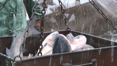 Удвічі менше, ніж торік: на Черкащині завершили зариблення Дніпра Удвічі менше, ніж торік: на Черкащині завершили зариблення Дніпра