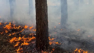 Лісова пожежа в Луцькому районі, горів ліс на Волині