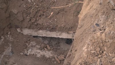 Врятовані у Луцьку цуценята почуваються добре, - Оксана Богданюк Врятовані у Луцьку цуценята почуваються добре, - Оксана Богданюк