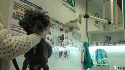 Історія одного сліпого та онкохворого собаки з Одеси