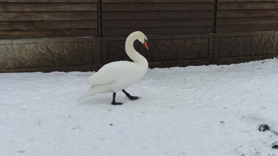 Лебідь Лебідь