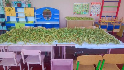 У приміщенні дитсадка "Веселка" в селі Водяне сушать липу / червень 2023 року У приміщенні дитсадка "Веселка" в селі Водяне сушать липу / червень 2023 року