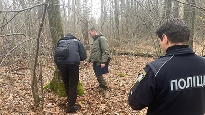 житомир, зрізані дерева, 10 листопада 2025 року