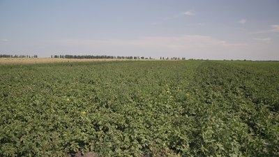 Поле картоплі