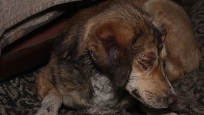 Загинула викладачка музшколи, двоє чоловіків — у лікарні: наслідки обстрілу Семенівки, яка двічі за день була під вогнем Загинула викладачка музшколи, двоє чоловіків — у лікарні: наслідки обстрілу Семенівки, яка двічі за день була під вогнем