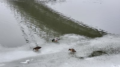 Качки на кризі в Харкові Качки на кризі в Харкові
