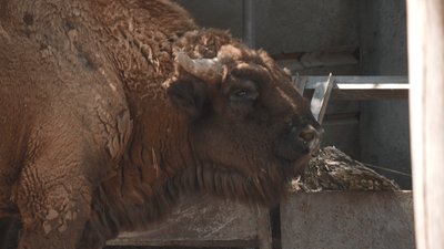 Одеський зоопарк