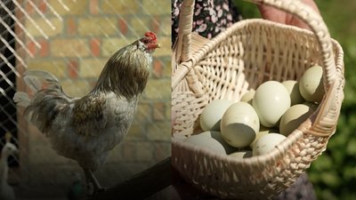 Кури несуть кольорові яйця