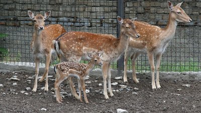 Європейська лань в Одеському зоопарку, червень 2016 рік
