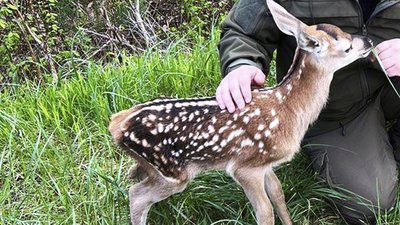 Оленятко, яке не могло дістатися до матусі, врятували на Житомирщині