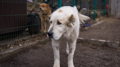 евакуйовані собаки, Дніпрпетровщина