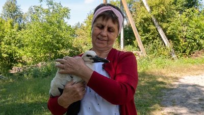 Лелеченя Лелік, якого врятувала волинянка Ганна Лукомська, липень 2026 року