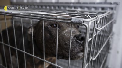 Як волонтери рятують тварин на звільненій Київщині