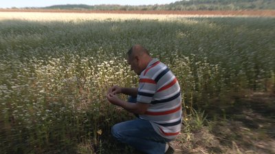 На Черкащині розпочали збирати врожай гречки На Черкащині розпочали збирати врожай гречки