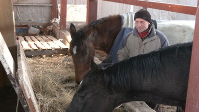Страждають, як і люди: на Черкащині прихистили коней із "гарячих точок"